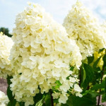 Саджанці гортензії волотистої Summer Snow (Саммер Сноу)