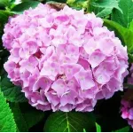 Саджанці гортензії широколистої Endless Summer Pink (Ендлесс Саммер Пінк)