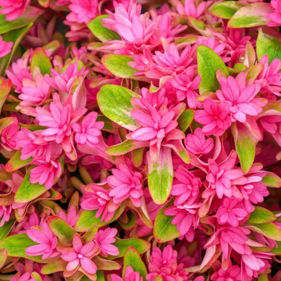 Саджанці гортензії широколистої You & Me Princess Diana (Ю енд Мі Принцес Діана)