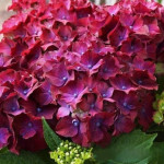 Саджанці гортензії широколистої Hot Red Purple (Хот Ред Перпл)