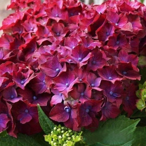 Саджанці гортензії широколистої Hot Red Purple (Хот Ред Перпл)