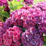 Саджанці гортензії широколистої Hot Red Purple (Хот Ред Перпл)