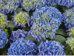 Саджанці гортензії широколистої Saxon Candy Heart Blue (Саксон Кенді Харт Блу)