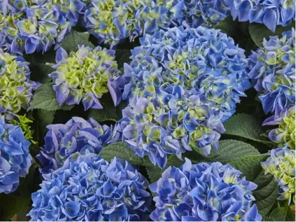 Саджанці гортензії широколистої Saxon Candy Heart Blue (Саксон Кенді Харт Блу)