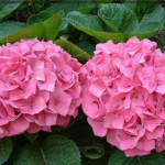 Саджанці гортензії широколистої Silky Pink (Сілкі Пінк)