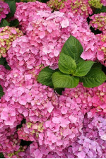 Саджанці гортензії широколистої Silky Pink (Сілкі Пінк)