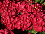 Саджанці гортензії широколистої Hot Red (Хот Ред)