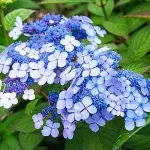 Саджанці гортензії широколистої Mariessi Variegata (Маріессі Варієгата)