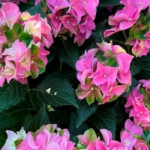 Саджанці гортензії широколистої RoCo Ledi Mata Hari Pink (РоКо Леді Мата Харі Пінк)