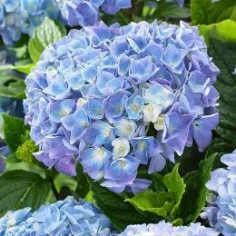 Саджанці гортензії широколистої Magical Jevel Blue (Меджикал Джевел Блу)