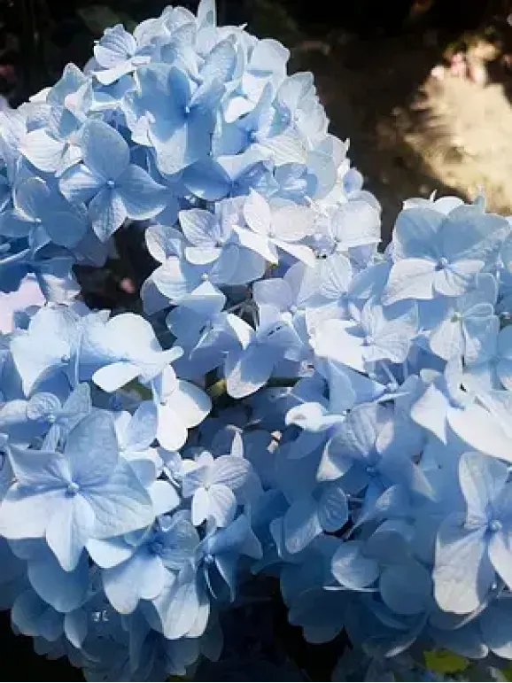 Саджанці гортензії широколистої Magical Jevel Blue (Меджикал Джевел Блу)