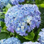 Саджанці гортензії широколистої Magical Jewel Blue (Меджикал Джевел Блу)