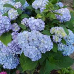 Саджанці гортензії широколистої Magical Jewel Blue (Меджикал Джевел Блу)