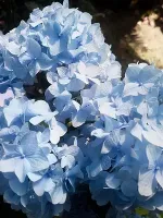 Саджанці гортензії широколистої Magical Jewel Blue (Меджикал Джевел Блу)