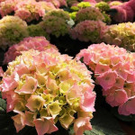 Саджанці гортензії широколистої Pink Sensation (Пінк Сенсейшн)