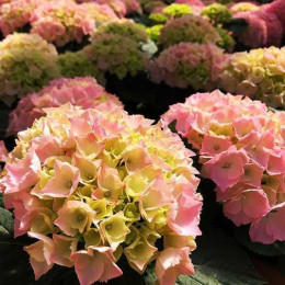 Саджанці гортензії широколистої Pink Sensation (Пінк Сенсейшн)
