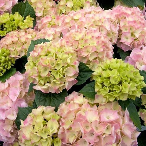 Саджанці гортензії широколистої Pink Sensation (Пінк Сенсейшн)