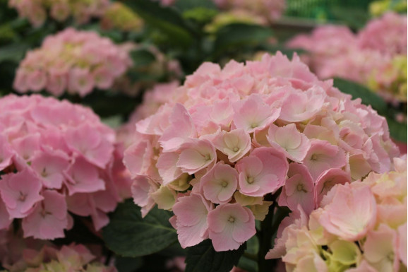 Саджанці гортензії широколистої Pink Sensation (Пінк Сенсейшн)