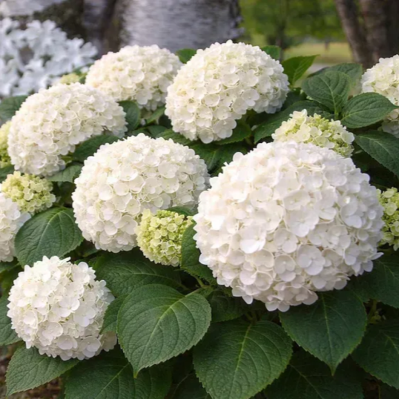 Саджанці гортензії широколистої White Spirit (Вайт Спіріт)