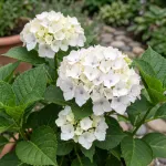 Саджанці гортензії широколистої White Spirit (Вайт Спіріт)