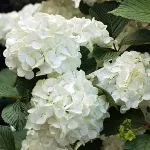 Саджанці гортензії широколистої White Spirit (Вайт Спіріт)