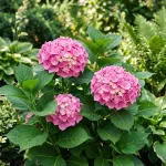 Саджанці гортензії широколистої Sarena Pink (Сарена Пінк)
