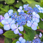 Гортензія пильчаста Bluebird