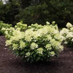 Саженцы гортензии метельчатой Living Milk and Honey (Ливинг Милк энд Хани)