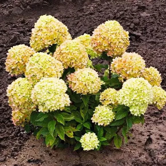 Саджанці гортензії волотистої Living Cotton Cream (Лівінг Коттон Крім)