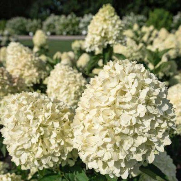 Саджанці гортензії волотистої Living Cotton Cream (Лівінг Коттон Крім)