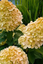 Саджанці гортензії волотистої Living Cotton Cream (Лівінг Коттон Крім)