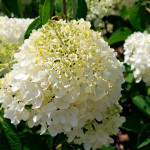 Саджанці гортензії волотистої Silver Dollar (Сільвер Долар)