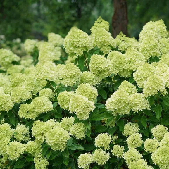 Саджанці гортензії волотистої Little Lime (Літл Лайм)