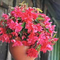 Клубни бегонии Cascade Pink