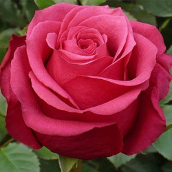 Саджанці троянди Амалія