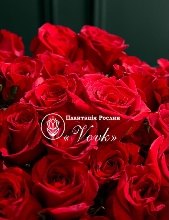 Саджанці троянди Фрідом