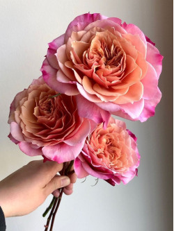 Саджанці троянди Міябі на штамбі