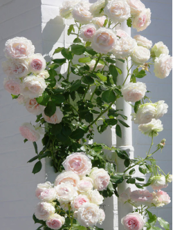 Саженцы розы Сабрина на штамбе