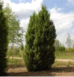 Саджанці ялівцю звичайного Hibernica (Гіберніка)