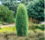 Саджанці ялівцю звичайного Hibernica (Гіберніка)