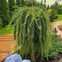 Саженцы лиственницы Stiff Weeper на штамбе