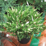 Ялівець горизонтальний Andorra Variegata (Андорра Варієгата)