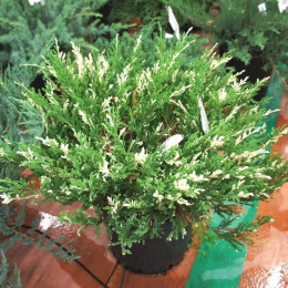 Саженцы можжевельника горизонтального Andorra Variegata (Андорра Вариегата)
