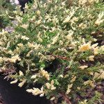 Ялівець горизонтальний Andorra Variegata (Андорра Варієгата)