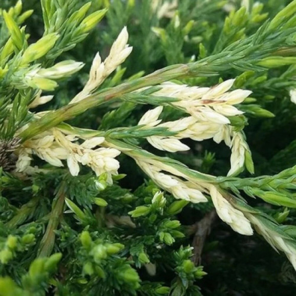 Ялівець горизонтальний Andorra Variegata (Андорра Варієгата)