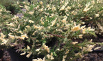 Ялівець горизонтальний Andorra Variegata (Андорра Варієгата)