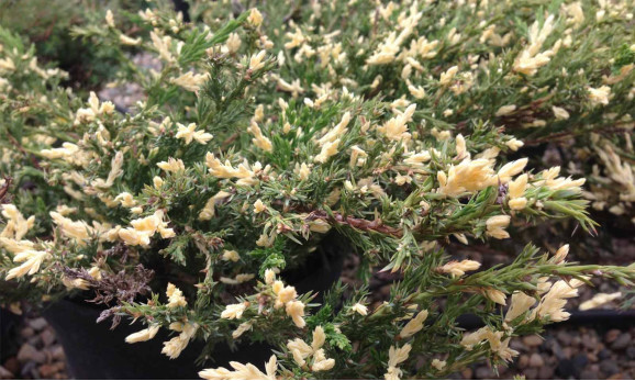 Ялівець горизонтальний Andorra Variegata (Андорра Варієгата)