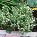 Ялівець горизонтальний Andorra Variegata (Андорра Варієгата)