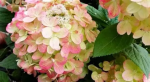 Саджанці гортензії волотистої Panflora (Панфлора)