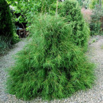 Саджанці туї Filiformis (Філіформіс)